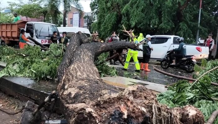 Hujan Deras Disertai Angin Kencang Sebabkan Pohon Tumbang di Jalan Basuki Rahmat Palembang