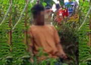Gempar Warga Pedamaran Timur Temukan Jasad Pria Tergantung di Pohon Karet