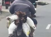 Diduga Akan Dijagal Animals Hope Shelter Laporkan Pengendara Motor yang Membawa Anjing di Palembang ke Polisi