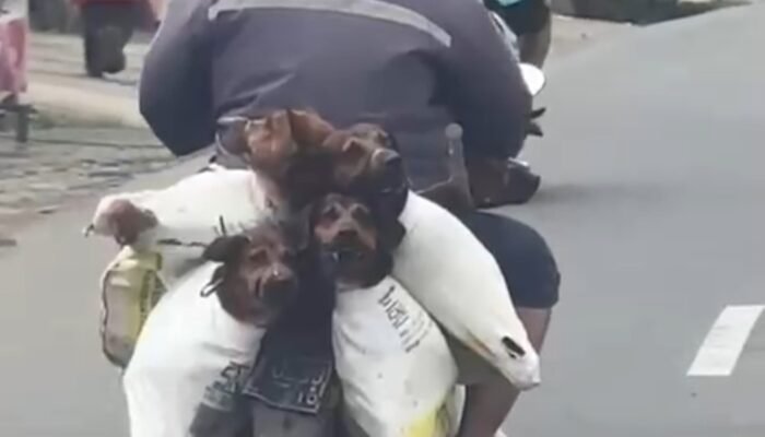 Diduga Akan Dijagal Animals Hope Shelter Laporkan Pengendara Motor yang Membawa Anjing di Palembang ke Polisi
