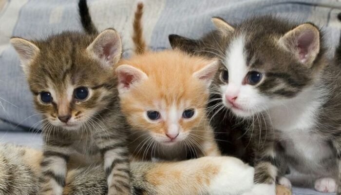 Harus Dipahami, Ini 3 Tanda Kebaikan Jika Didatangi Kucing Ketika Makan
