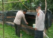 Budidaya Ikan dan Tanaman Sayur Mayur di Halaman Polsek Tanjung Batu Menunjukkan Progres yang Bagus