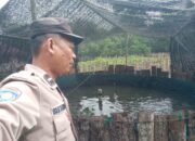 Sosok Aipda Bakarudin yang Rutin Cek Perkembangan Ternak Ikan di Pekarangan Polsek Tanjung Batu