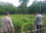 Dukung Ketahanan Pangan, Polsek Tanjung Batu Manfaatkan Lahan Pekarangan Tanam Sayuran dan Ternak Ikan