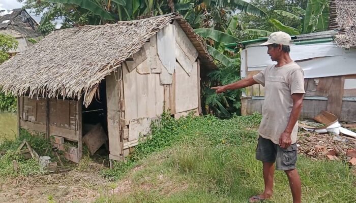 Warga Talang Jambe Kehilangan Sapi, Ternyata Sudah Dijagal Komplotan Pencurian Hanya Menyisakan Usus