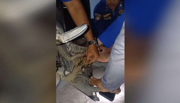 Anak Kucing Terjebak Dikolong Mesin Motor, Petugas Damkar Pos Alang-Alang Lebar Palembang Turun Tangan