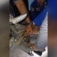 Anak Kucing Terjebak Dikolong Mesin Motor, Petugas Damkar Pos Alang-Alang Lebar Palembang Turun Tangan