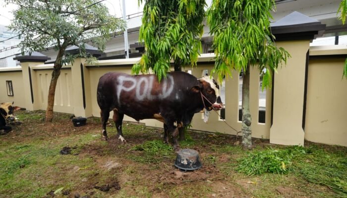 Polda Sumsel Salurkan Hewan Kurban 62 Ekor Sapi dan 5 Ekor Kambing untuk Masyarakat