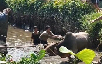 Lepas Usai Diturunkan dari Mobil, Sapi Kurban di Palembang Tercebur ke Anak Sungai Musi