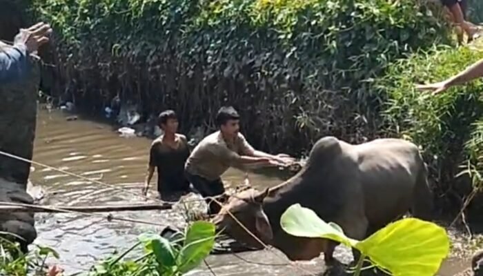 Lepas Usai Diturunkan dari Mobil, Sapi Kurban di Palembang Tercebur ke Anak Sungai Musi