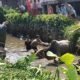Lepas Usai Diturunkan dari Mobil, Sapi Kurban di Palembang Tercebur ke Anak Sungai Musi