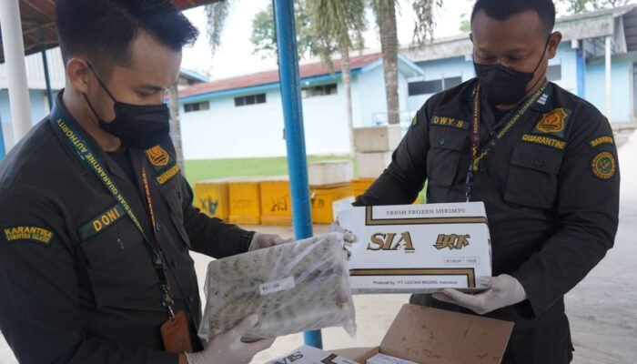 11 Ton Udang Black Tiger Ekspor ke Jepang, Karantina Sumsel Pastikan Bebas WSSV