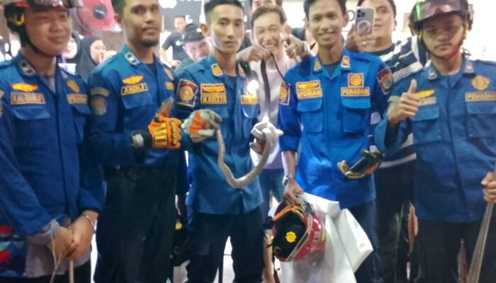 Dihubungi Lewat Telepon, Damkar Palembang Evakuasi Ular Piton Masuk Konter Handphone