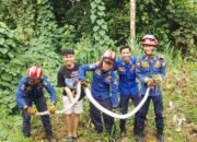 Teror Warga Jalan Setunggal, Ular Piton Berukuran Tiga Meter Akhirnya Ditangkap Damkar Palembang