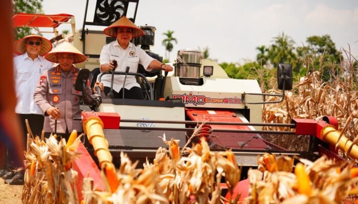 Lampaui Tugas Menjaga Kamtibmas, Polri Panen Raya Jagung Guna Wujudkan Lumbung Pangan Dunia