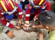 Panik Dapur Dimasuki Dua Ekor Biawak, Warga Sukarami Lapor Damkar