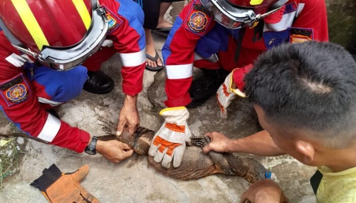 Panik Dapur Dimasuki Dua Ekor Biawak, Warga Sukarami Lapor Damkar