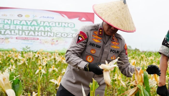 Panen Raya Tanaman Jagung, Kapolda: Kontribusi Nyata Sumsel Sebagai Lumbung Pangan Nasional