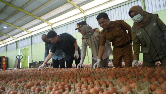 Gandeng DKPP Barantin Sukses Antarkan Telur Ayam Sumsel Go Ekspor