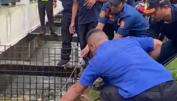 Menegangkan Detik detik Petugas Damkar Banyuasin Evakuasi Buaya Muara dari Selokan Air