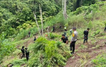 Polda Sumsel Temukan 3 Hektare Ladang Ganja di Empat Lawang, Petugas Sempat Dihadang Massa