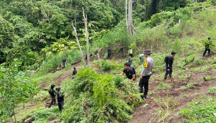 Polda Sumsel Temukan 3 Hektare Ladang Ganja di Empat Lawang, Petugas Sempat Dihadang Massa