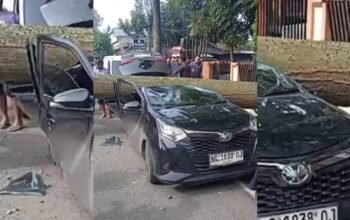 Pohon Tua Tumbang di Depan Kantor Camat IT I Timpa Tiga Mobil, Satu Ringsek Berat