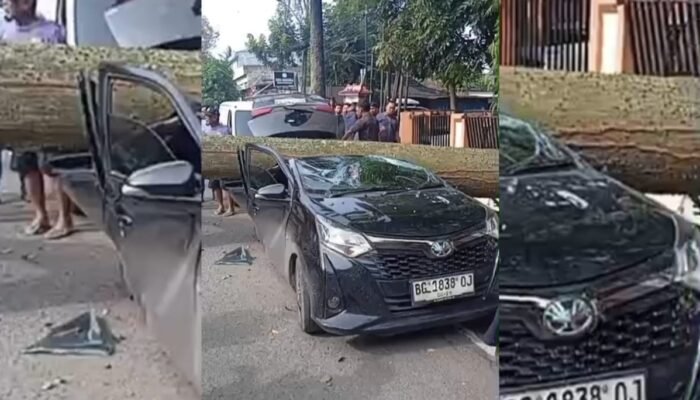 Pohon Tua Tumbang di Depan Kantor Camat IT I Timpa Tiga Mobil, Satu Ringsek Berat