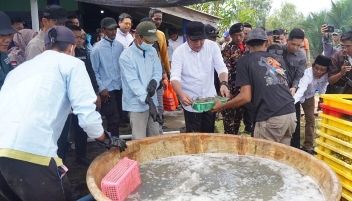 Penuhi Standar, Udang OKI Tembus Pasar Jepang, Barantin Sumsel Dukung Perkuat Ekosistem Daerah