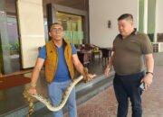 Bikin Tamu Panik, Ular Sanca 2 Meter “Nyelonong” di Lobi Hotel Grand Daira Palembang