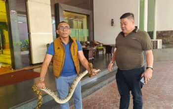 Bikin Tamu Panik, Ular Sanca 2 Meter “Nyelonong” di Lobi Hotel Grand Daira Palembang
