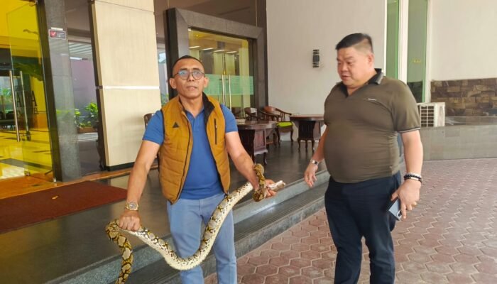 Bikin Tamu Panik, Ular Sanca 2 Meter “Nyelonong” di Lobi Hotel Grand Daira Palembang