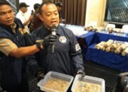 Fakta Baru Pengungkapan 20 Hektar Ladang Ganja di Empat Lawang, Polisi Temukan Bibit Hingga Lahan Penyemaian
