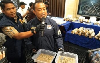 Fakta Baru Pengungkapan 20 Hektar Ladang Ganja di Empat Lawang, Polisi Temukan Bibit Hingga Lahan Penyemaian