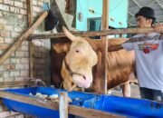 Bangganya Yunita Sari Peternak di Palembang Sapi 1,18 Ton Miliknya Terpilih Jadi Hewan Kurban Presiden Prabowo
