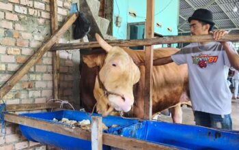 Bangganya Yunita Sari Peternak di Palembang Sapi 1,18 Ton Miliknya Terpilih Jadi Hewan Kurban Presiden Prabowo