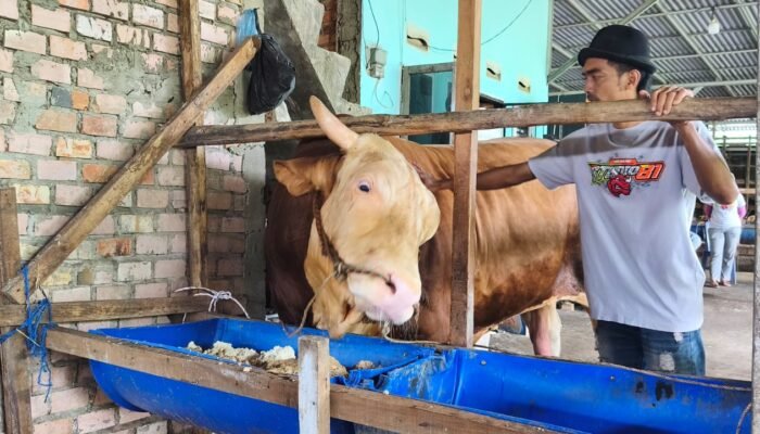 Bangganya Yunita Sari Peternak di Palembang Sapi 1,18 Ton Miliknya Terpilih Jadi Hewan Kurban Presiden Prabowo