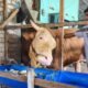Bangganya Yunita Sari Peternak di Palembang Sapi 1,18 Ton Miliknya Terpilih Jadi Hewan Kurban Presiden Prabowo