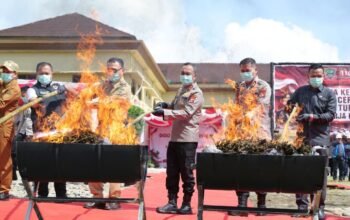 Kapolda Sumsel Musnahkan 200 Kilogram Ganja Kering Hasil Ungkap Kasus Ladang Ganja di Empat Lawang