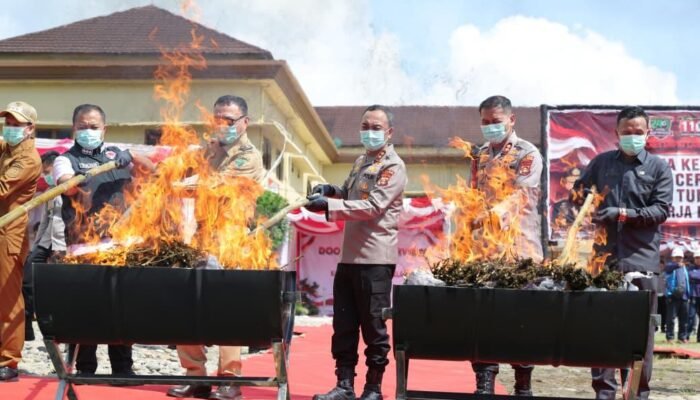 Kapolda Sumsel Musnahkan 200 Kilogram Ganja Kering Hasil Ungkap Kasus Ladang Ganja di Empat Lawang