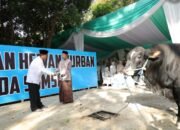 Idul Adha 1447 Hijriah, Polda Sumsel Salurkan 579 Sapi dan Kambing ke Berbagai Wilayah di Sumsel