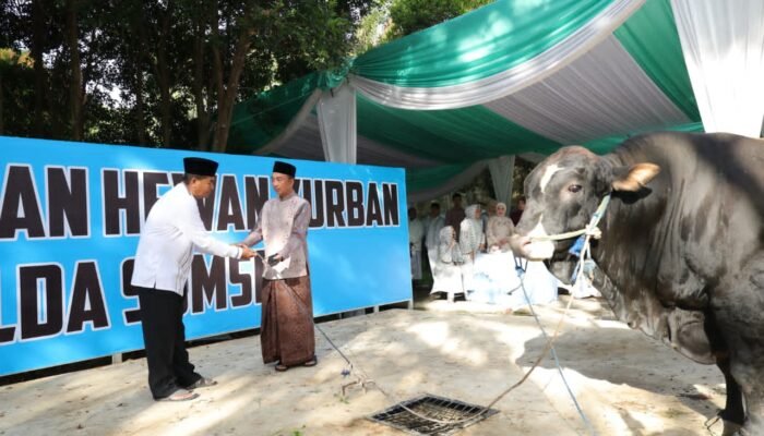Idul Adha 1447 Hijriah, Polda Sumsel Salurkan 579 Sapi dan Kambing ke Berbagai Wilayah di Sumsel