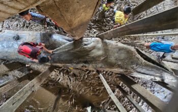 Ditpolairud Polda Sumsel Evakuasi Paus Biru Sepanjang 13 Meter yang Terdampar di Pesisir Sungsang