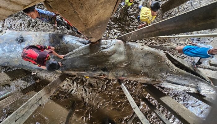 Ditpolairud Polda Sumsel Evakuasi Paus Biru Sepanjang 13 Meter yang Terdampar di Pesisir Sungsang