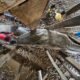 Ditpolairud Polda Sumsel Evakuasi Paus Biru Sepanjang 13 Meter yang Terdampar di Pesisir Sungsang